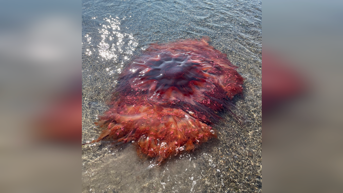 The Lion's Mane Jellyfish.